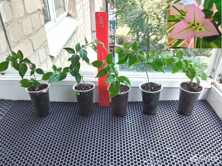 Комнатные растения