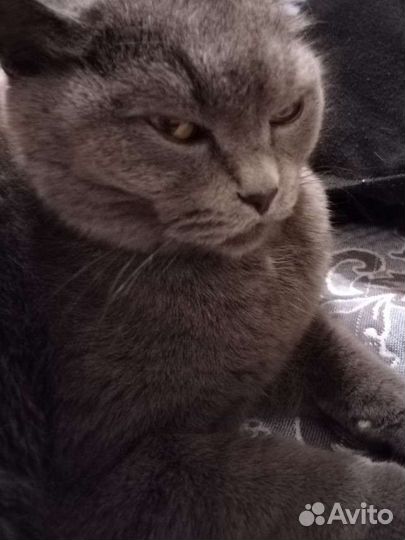 Британская кошечка в добрые руки