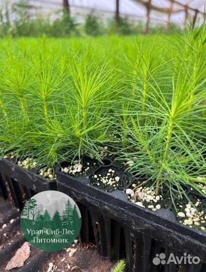 Зкс и окс Сосна Ель Лиственница сеянцы Голуб горн