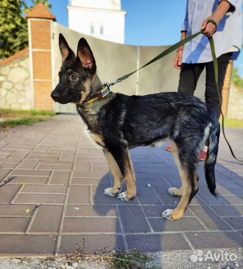 Метис малинуа в добрые руки