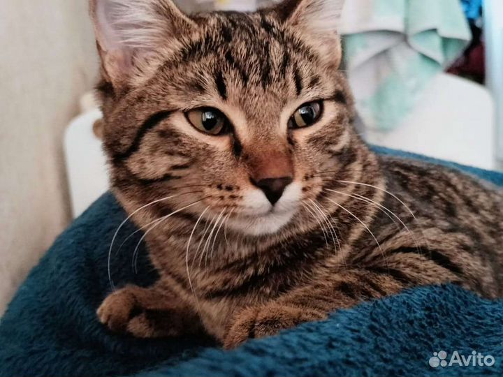 Кошка в дар бесплатно