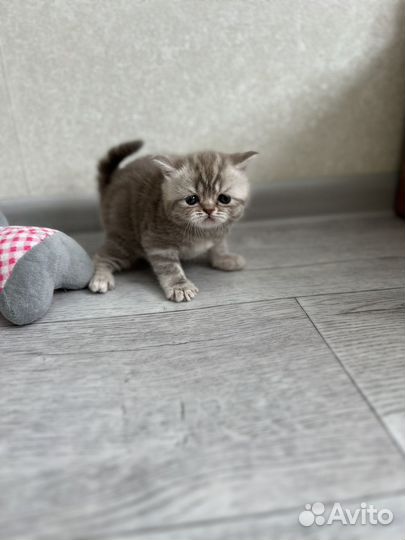 Котята шотландцы