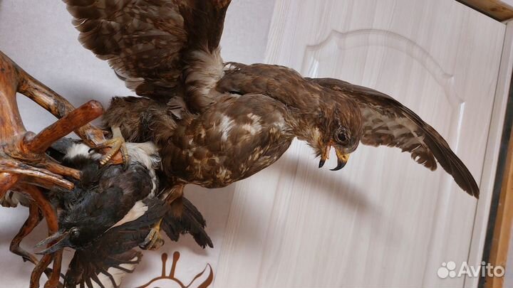 Чучело хищной птицы имитация