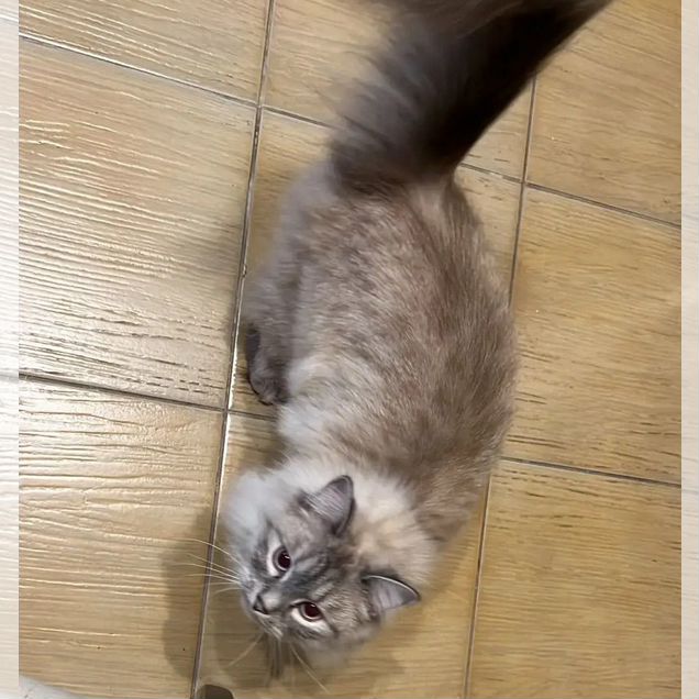Сибирская, взрослая кошка