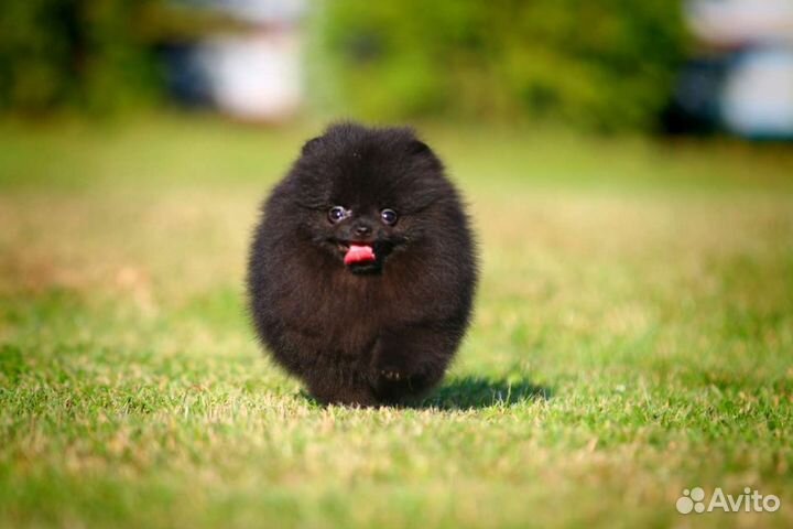 Померанский шпиц мини