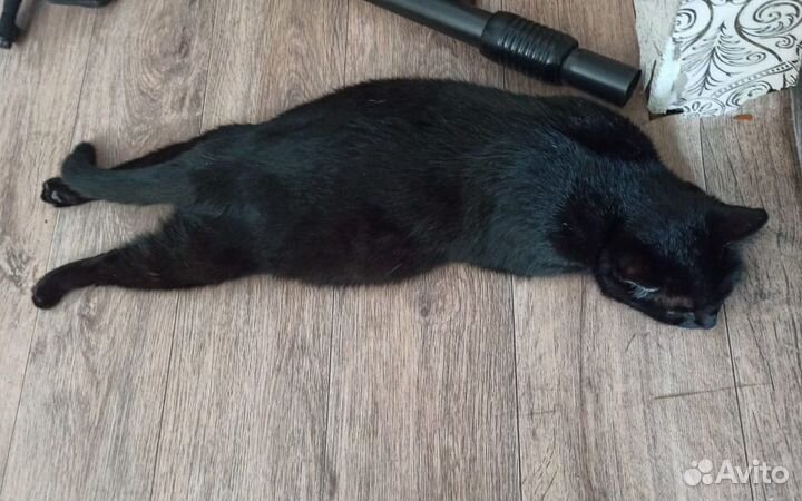 Кошечка в добрые руки