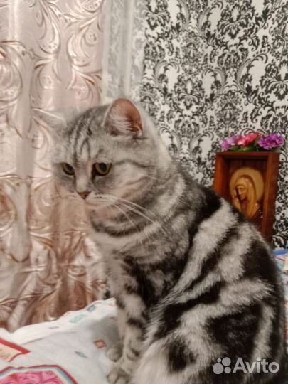 Кот и Кошка