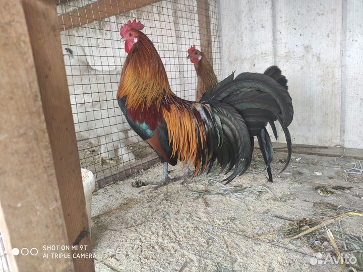 Декоративные куры