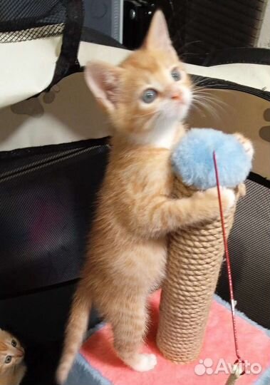 Два рыжих котенка