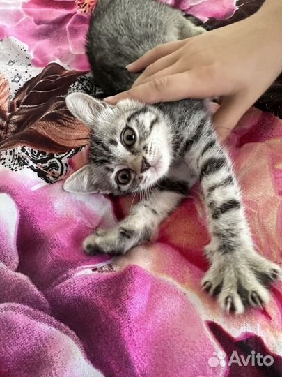 В добрые руки