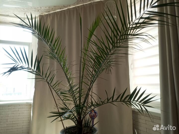 Финиковая пальма