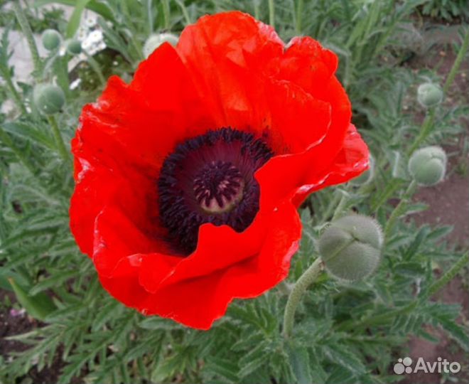 Декоративный мак