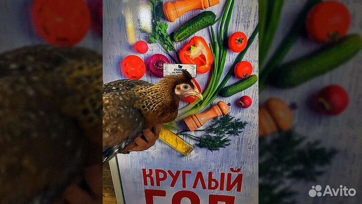 Куры Доминант - несушка - молодки - петух