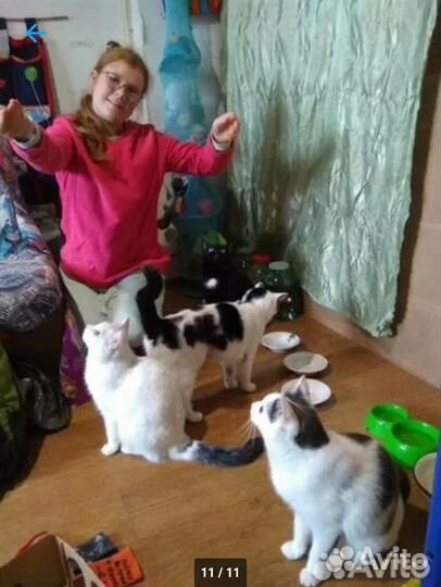 Выгул собак, кошки, зооняня приходящая