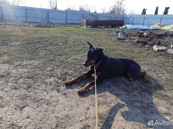 Собака в добрые руки доберман