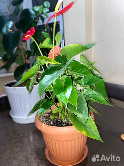 Антуриум Андре