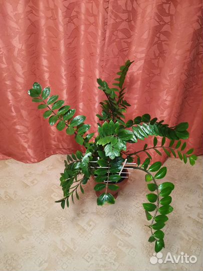 Замиокулькас