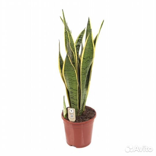 Комнатные растения для офиса