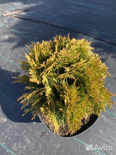 Туя западная Мириам