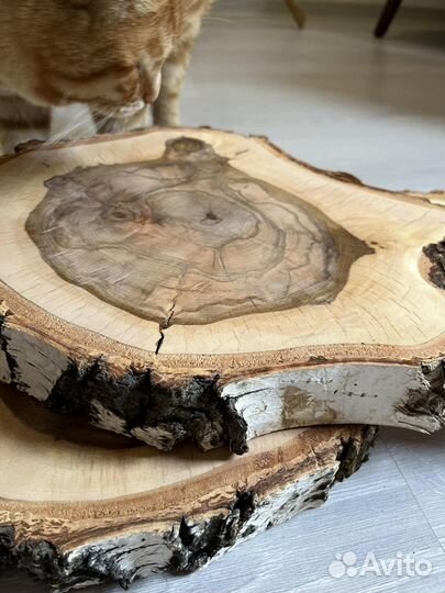 Поперечные спилы березы