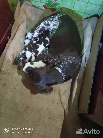 Продам щенков курцхаара от рабочих родителей