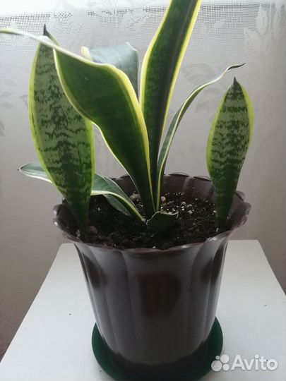 Сансевиерия Компакта. Продаётся 