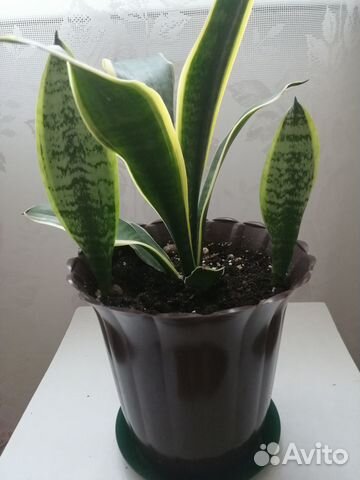 Сансевиерия Компакта. Продаётся 