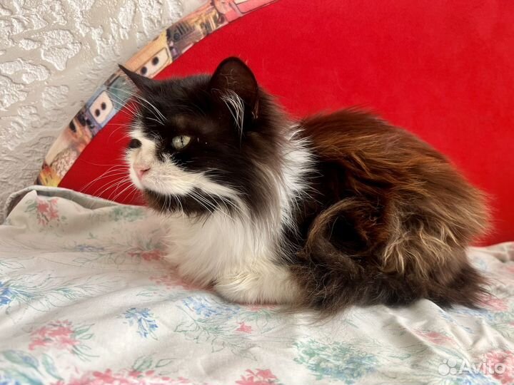 Кошка в дар