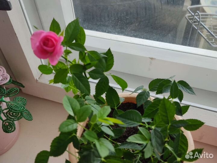 Красивая розочка в горшочке
