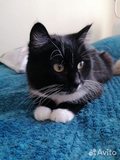 Кошка