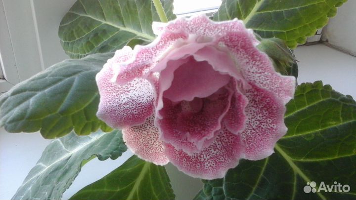 Глоксиния Княгиня Глафира