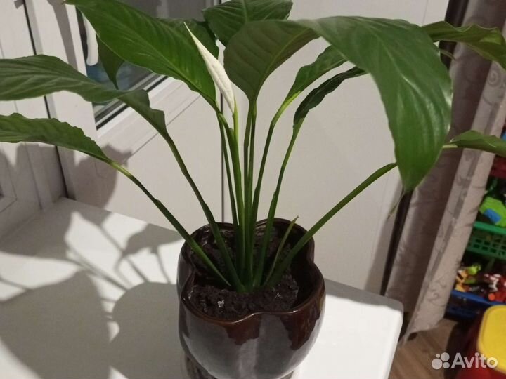 Спатифиллум