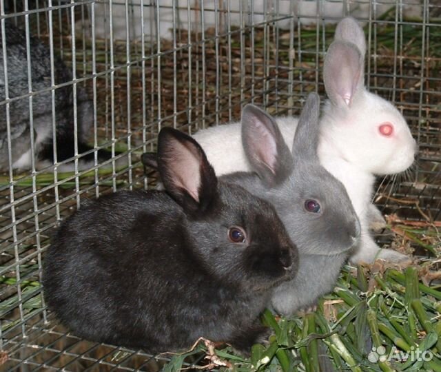 Зерно, комбикорм, отруби