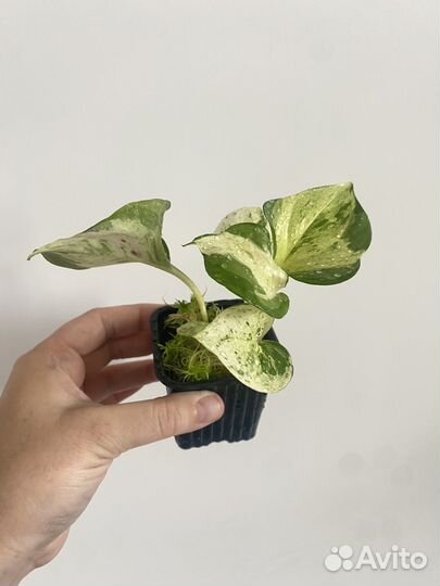 Эпипремнум marble apple