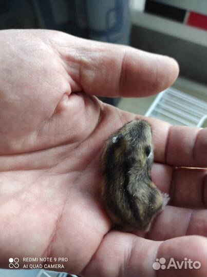 Джунгарский хомяк