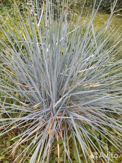 Декоративное знакомое растение