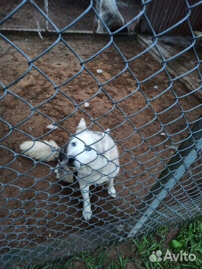 Отдадим собак хаски