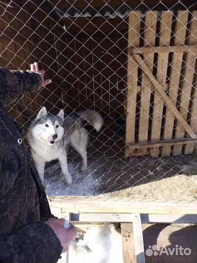 Хаски в добрые руки