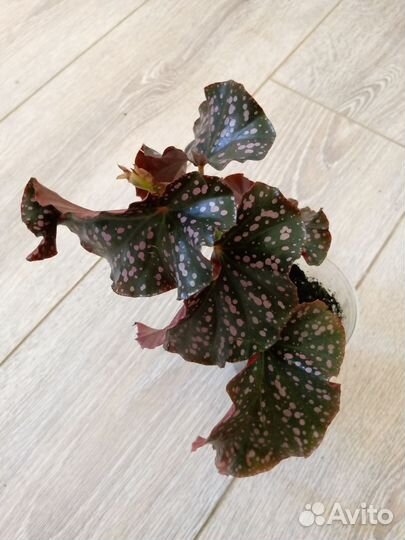 Бегонии Краклин Рози, Клеопатра