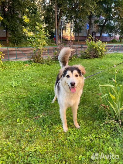 Собака в добрые руки отдам бесплатно