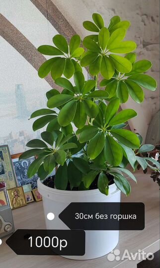 Комнатные цветы шефлера