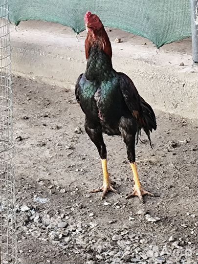 1,2,3,4, хинты 5,6 бразильцы