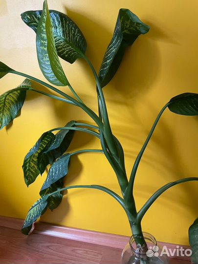 Диффенбахия