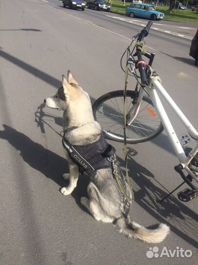 Тренер собак (кинолог)