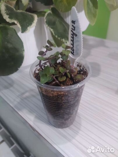 Коллизия ползучая