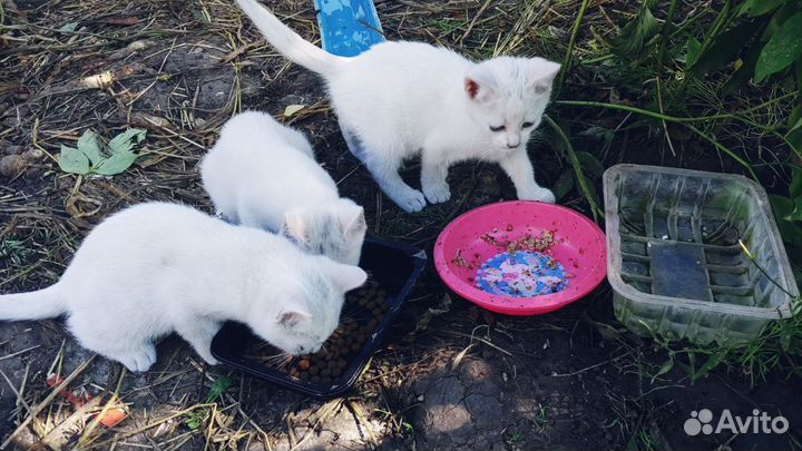 Котята ищут дом
