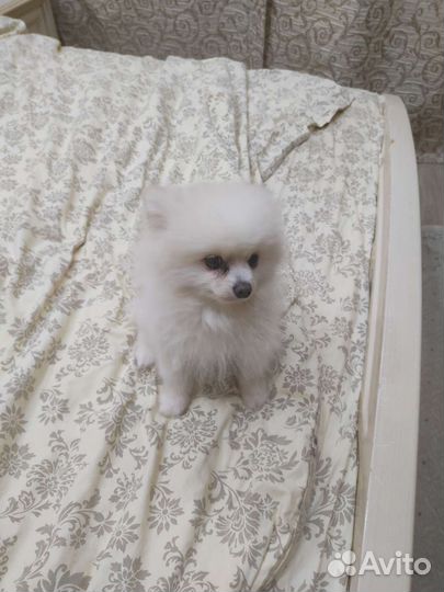 Белый померанский шпиц