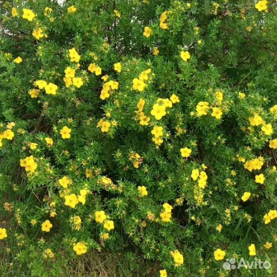 Лапчатка кустарниковая Голдтеппич (1 саженец в го