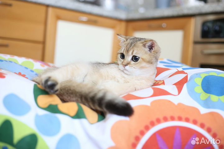 Британская золотая шиншилла