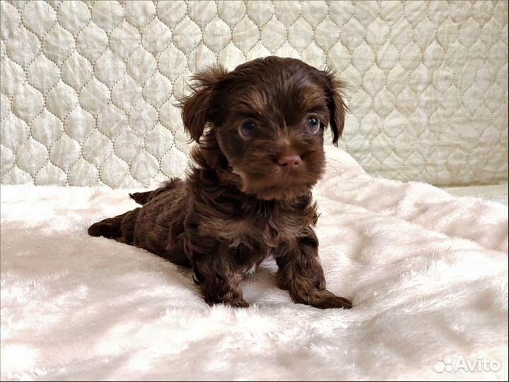 Йорки шоколадки